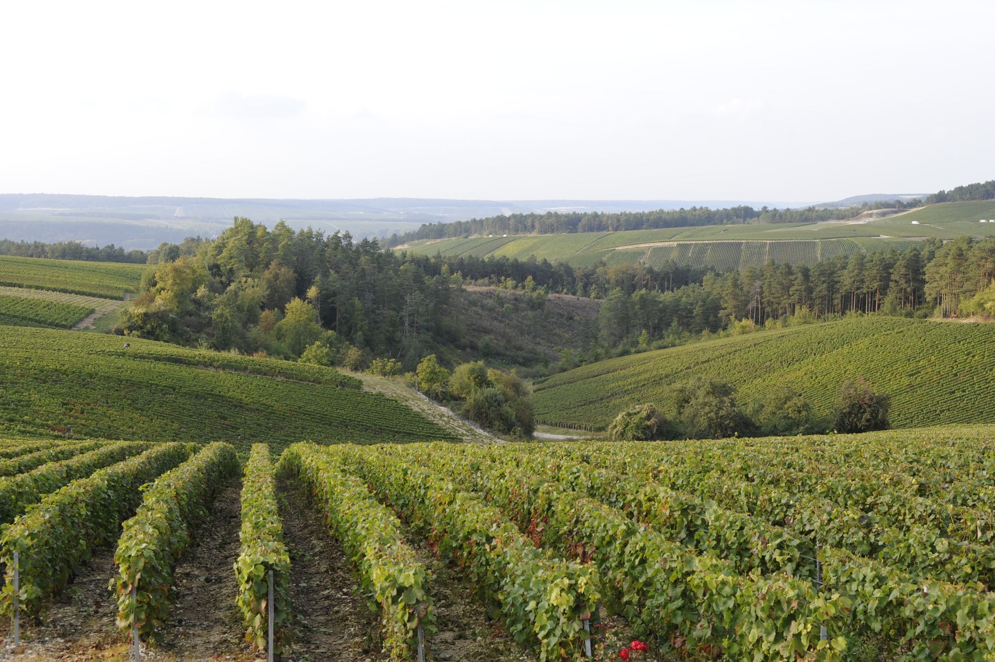 La Côte des Bar en Champagne histoire et mémoire du vignoble