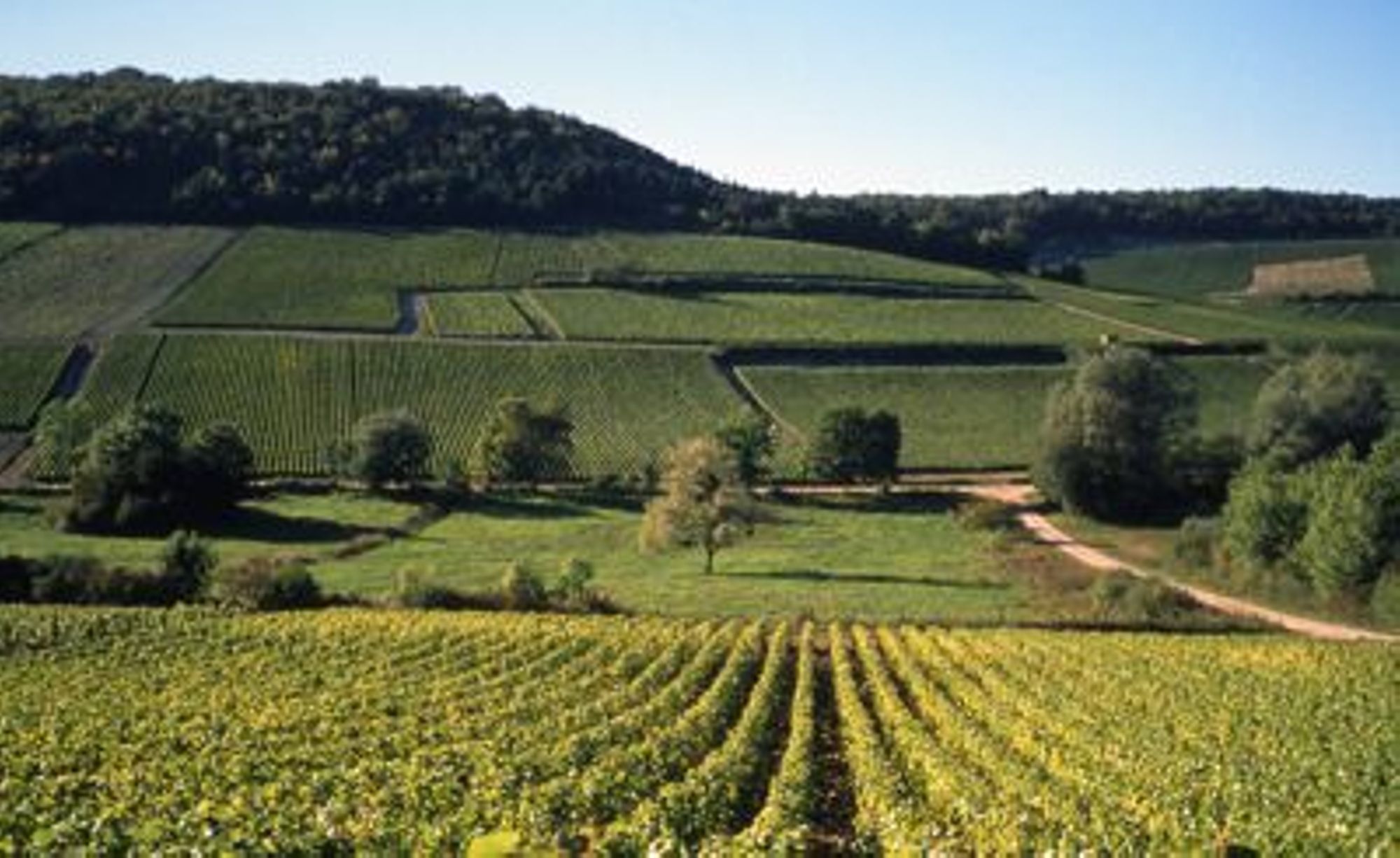 Mémoire des vignerons